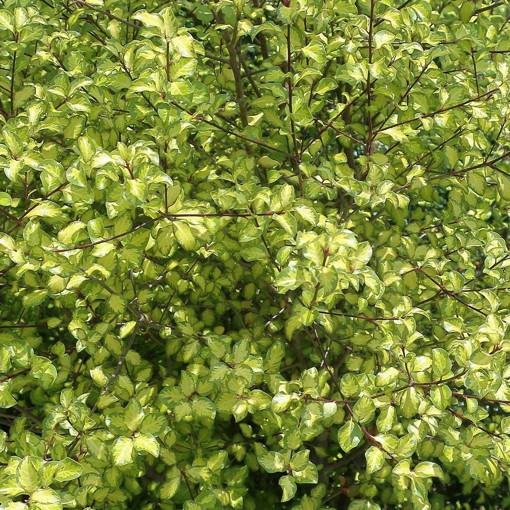 Pittosporum Abbotsbury Gold, Pittospore - Pot de 7,5L - 60/80 cm