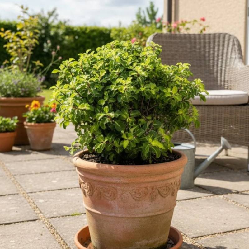 Pittosporum Abbotsbury Gold, Pittospore - Pot de 7,5L - 60/80 cm - Image 6