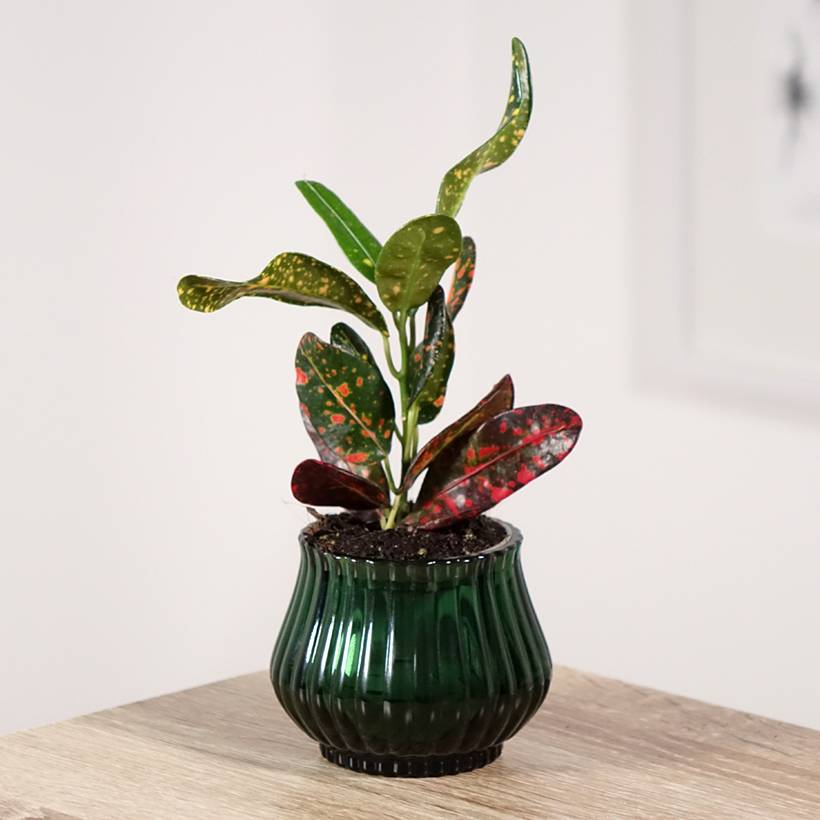 Croton Mammie - Codiaeum Mini-plante