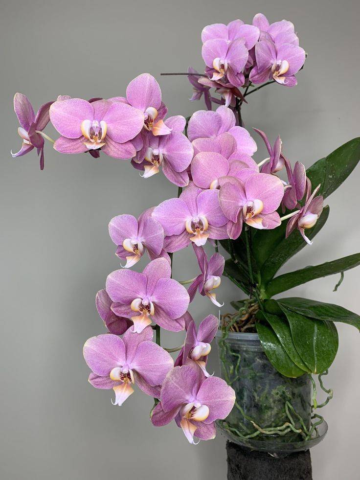 Engrais Orchidées - Engrais Phalaenopsis - Engrais liquide 250ml - Engrais racinaire et foliaire + Pipette graduée offerte ! - Image 3