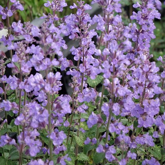 Promesse de Fleurs - Nepeta faassenii Cat's Pajamas Godet de 8/9 cm