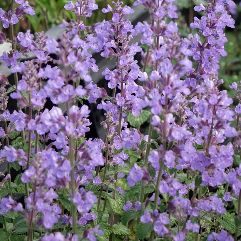 Promesse de Fleurs - Nepeta faassenii Cat's Pajamas Godet de 8/9 cm
