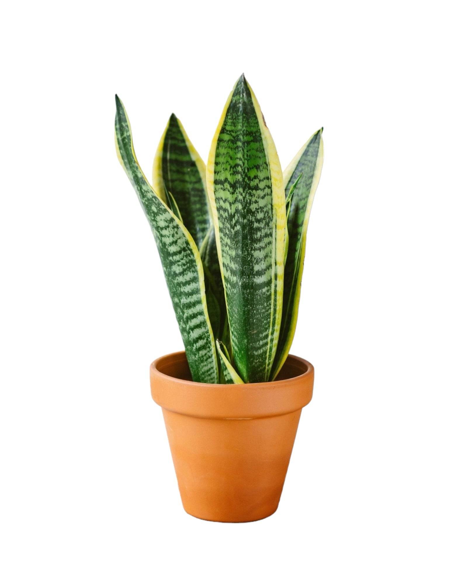 Sansevieria futura superba 30cm - Plante d'intérieur- La Green Touch - Image 3