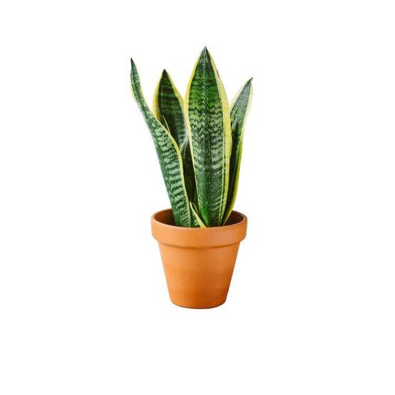 Sansevieria futura superba 30cm - Plante d'intérieur- La Green Touch - Image 4