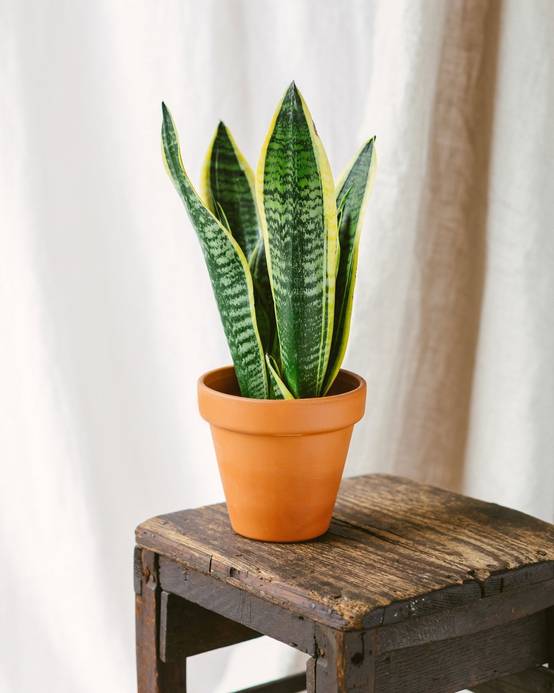 Sansevieria futura superba 30cm - Plante d'intérieur- La Green Touch - Image 2