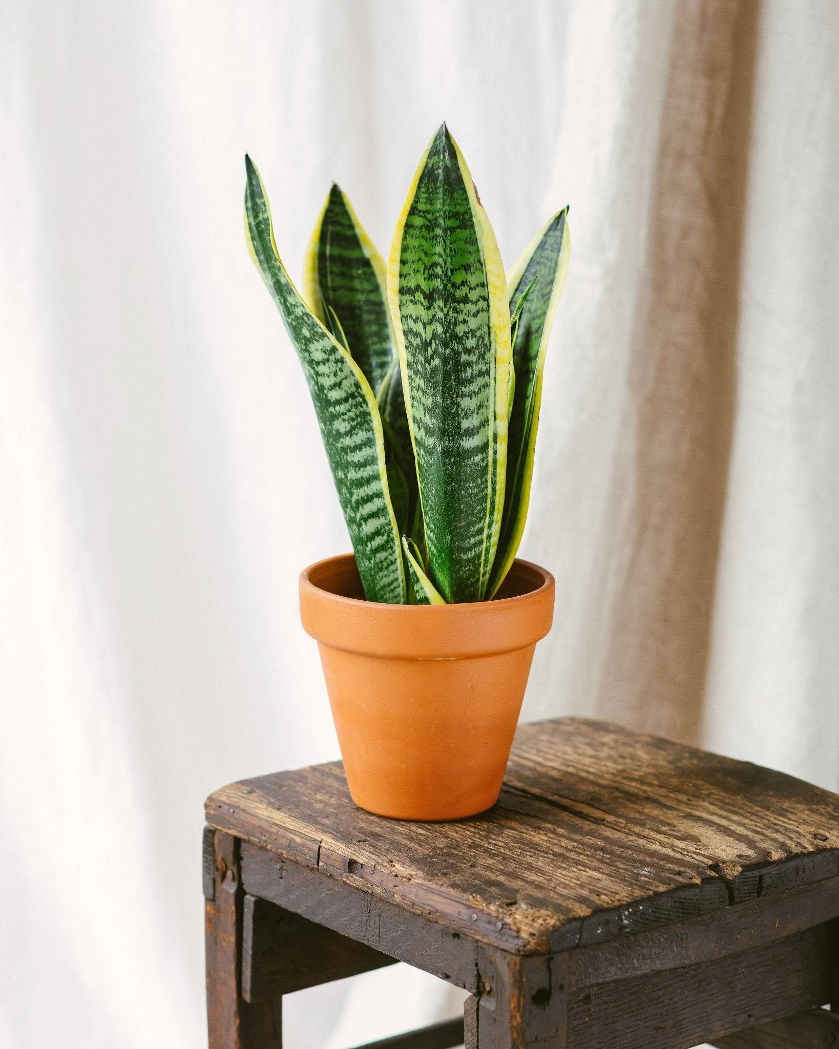 Sansevieria futura superba 30cm - Plante d'intérieur- La Green Touch - Image 2
