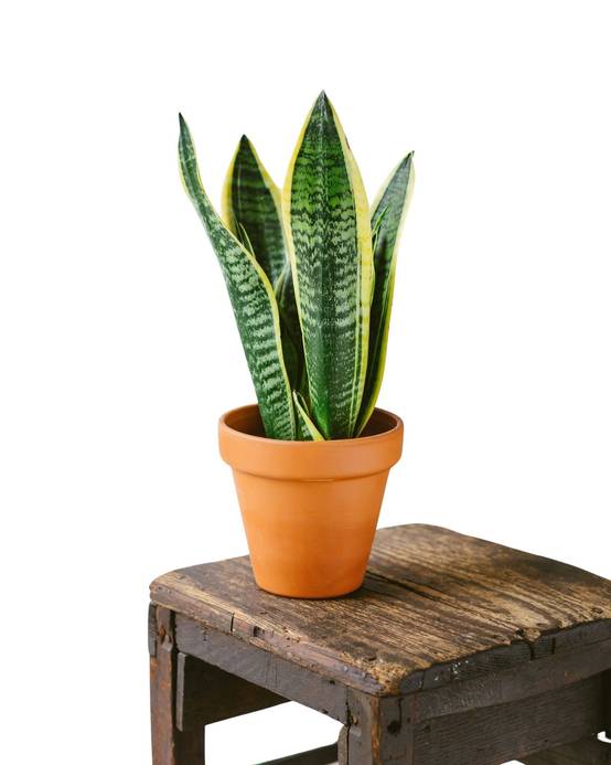Sansevieria futura superba 30cm - Plante d'intérieur- La Green Touch - Image 1