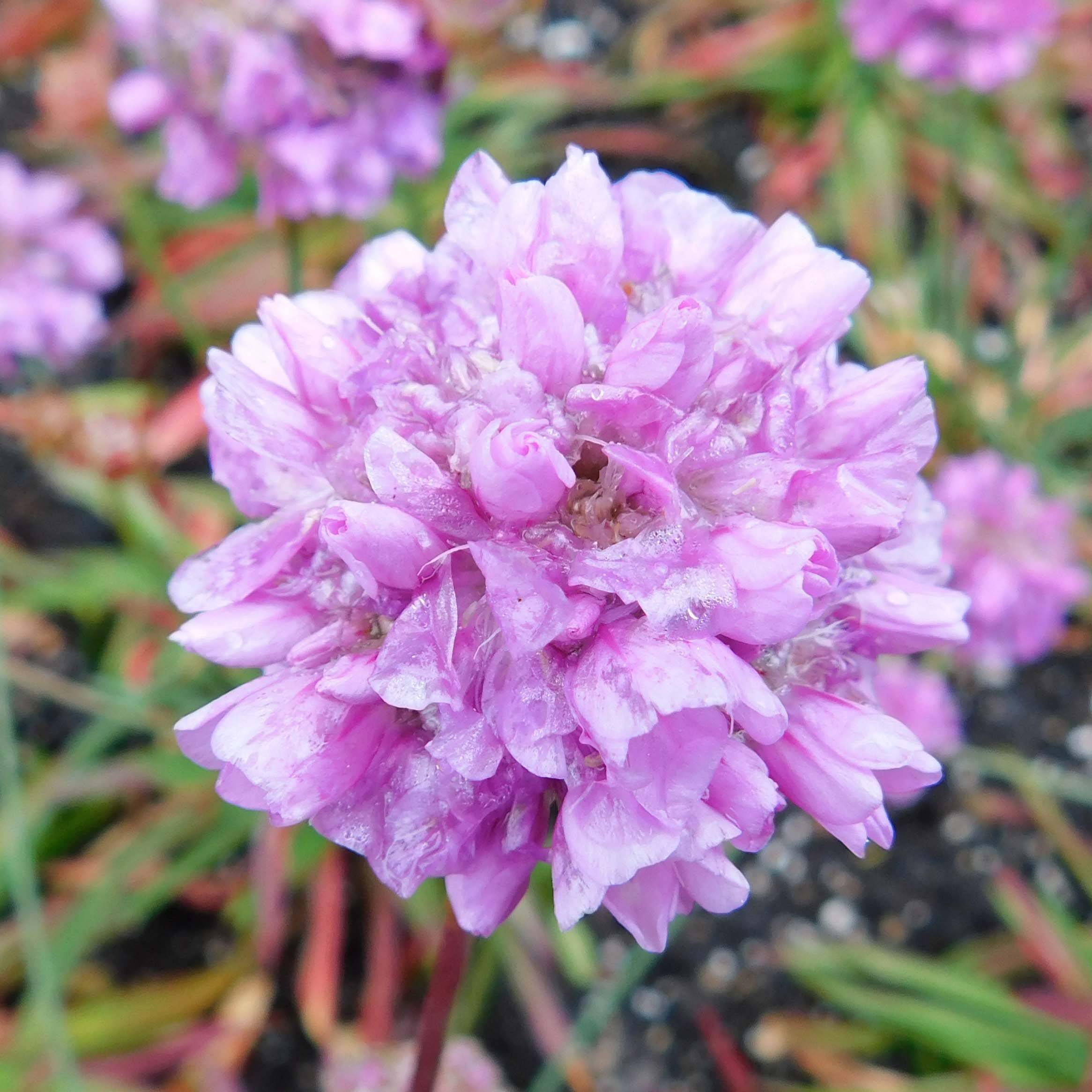 Promesse de Fleurs - Armeria pseudarmeria Ballerina Lilac - Gazon d'Espagne Godet de 8/9 cm