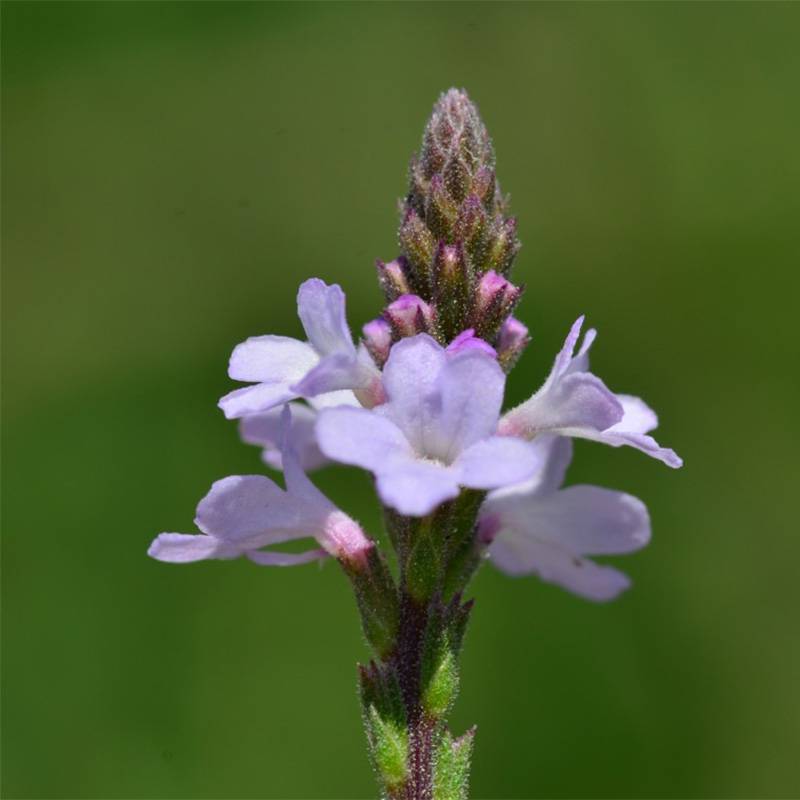 Promesse de Fleurs - Verveine officinale BIO - Verbena officinalis Godet de 7/8 cm