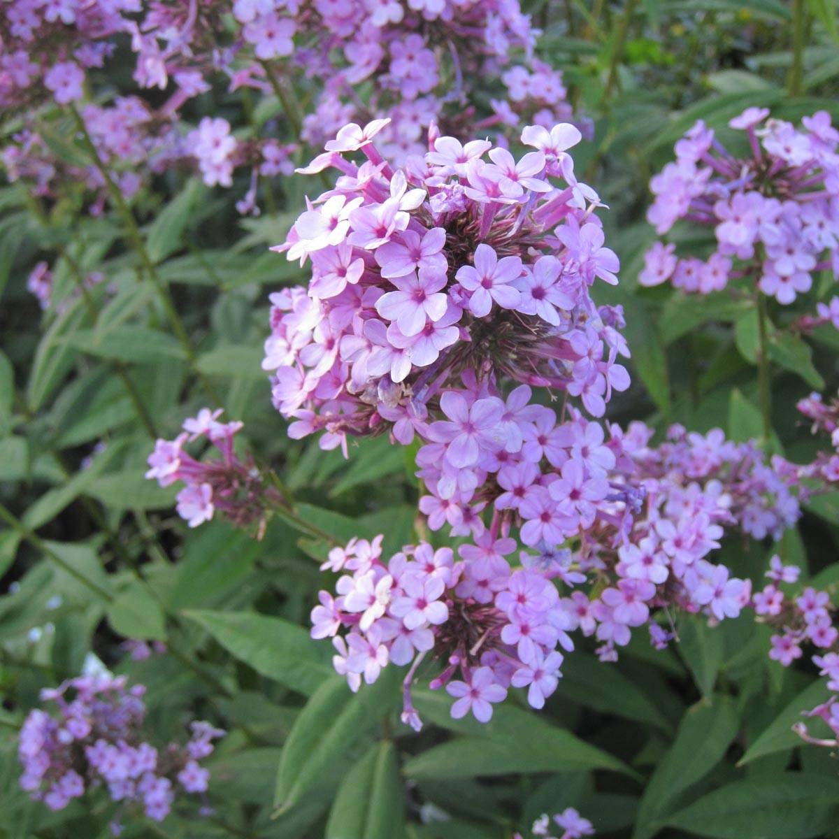 Promesse de Fleurs - Phlox paniculata Jeana - Phlox paniculé bleu lavande pâle Godet de 8/9 cm