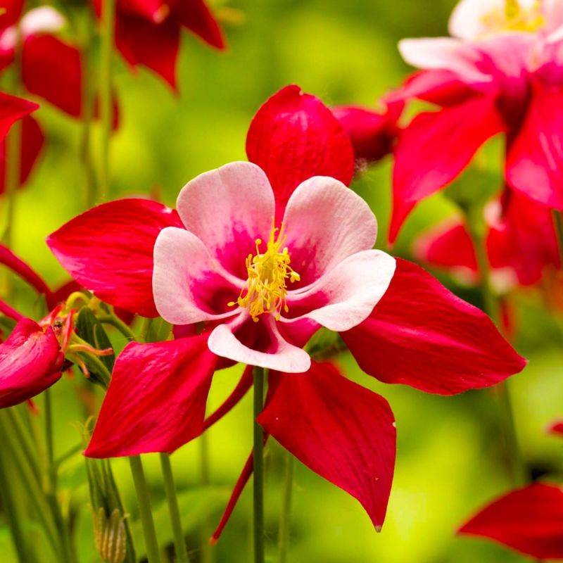 3 Ancolies 'Crimson Star' (Aquilegia 'Crimson Star') - Lot de 3 vivaces - Pépinières Naudet - Image 1