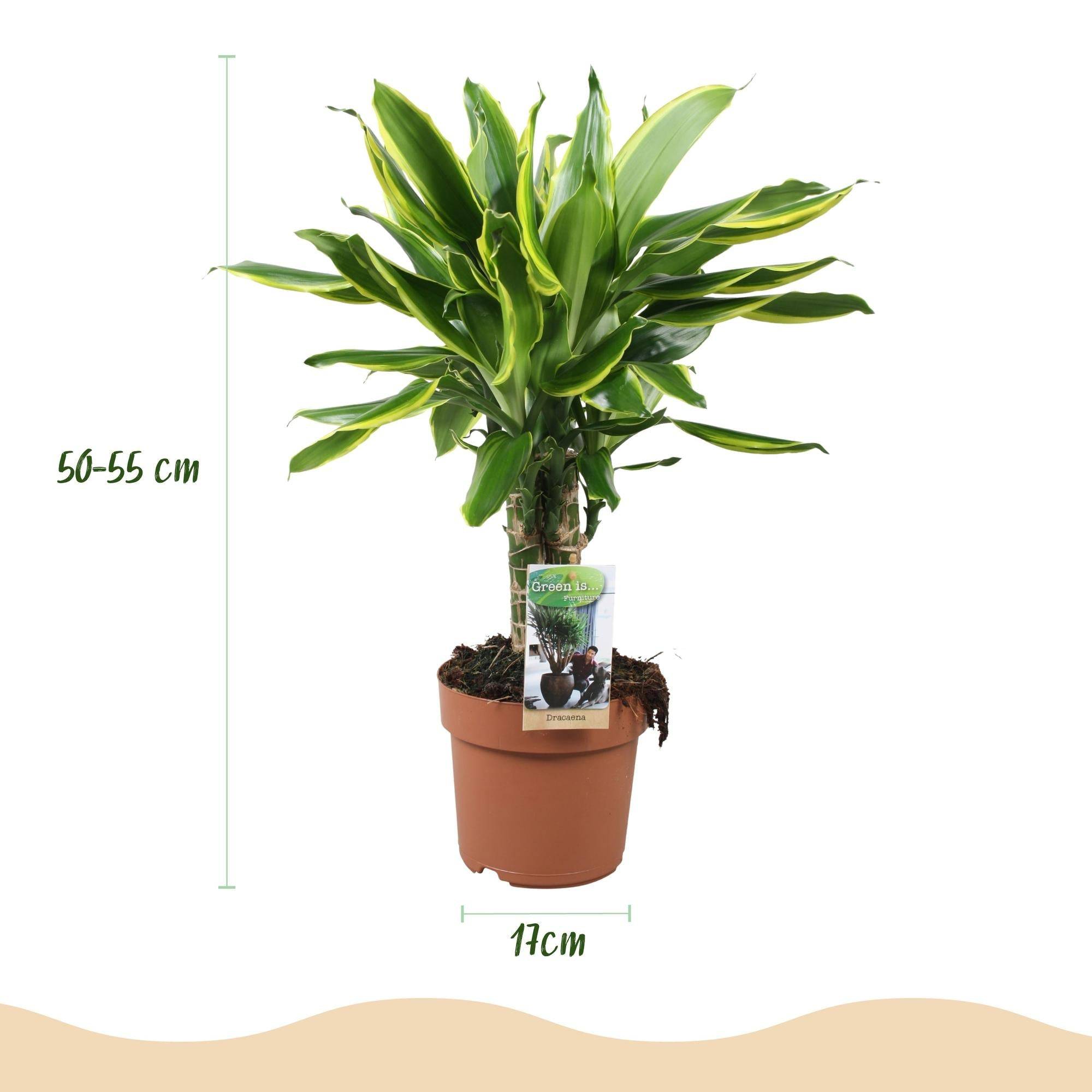 Dracaena Fragrans Golden Coast - D17 H55cm - Image 4