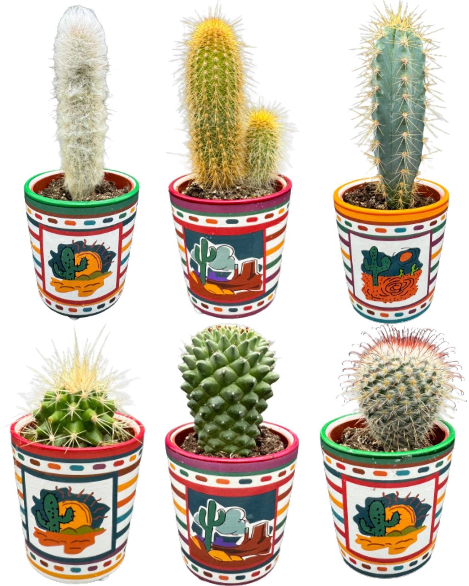 Ensemble de 6 Cactus du Mexique- La Green Touch - Image 1