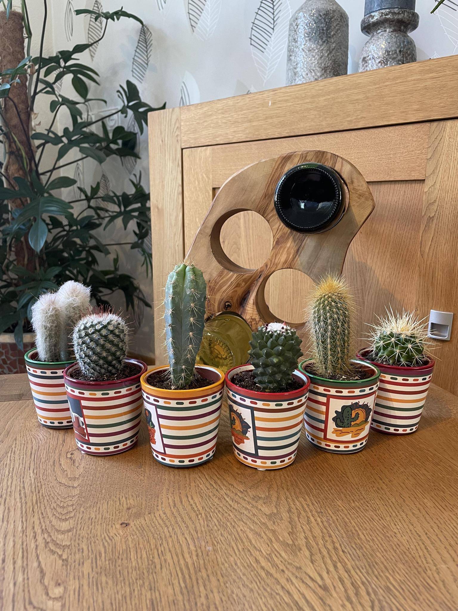 Ensemble de 6 Cactus du Mexique- La Green Touch - Image 2
