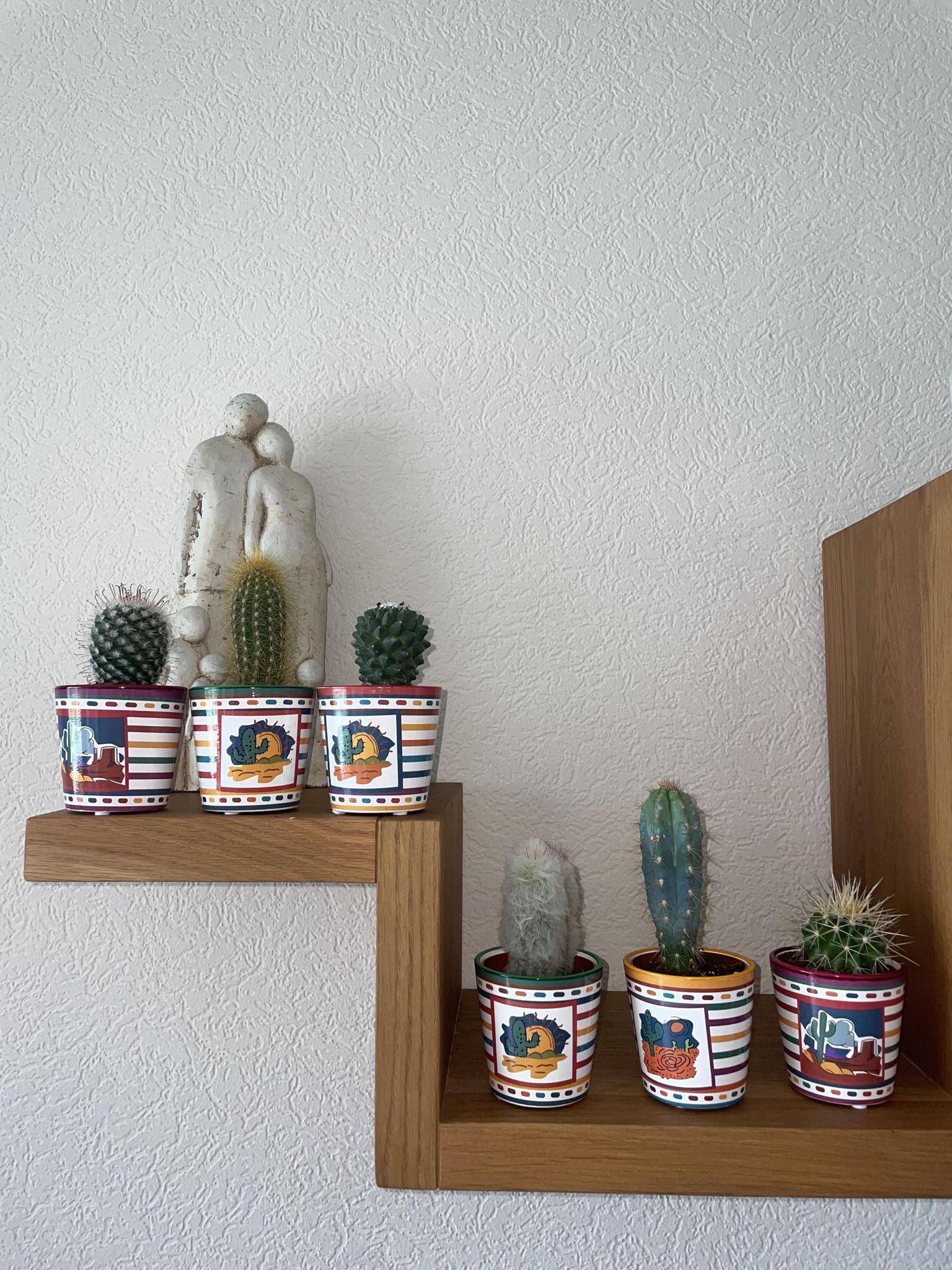 Ensemble de 6 Cactus du Mexique- La Green Touch - Image 3