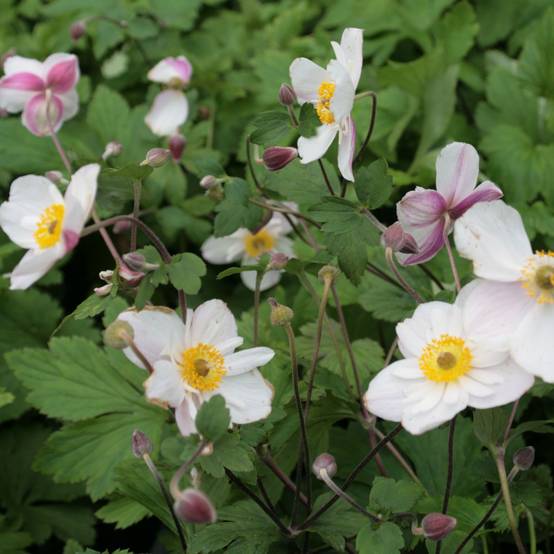 Anemone hybride Dainty Swan - Anémone japonaise bicolore Godet de 8/9 cm