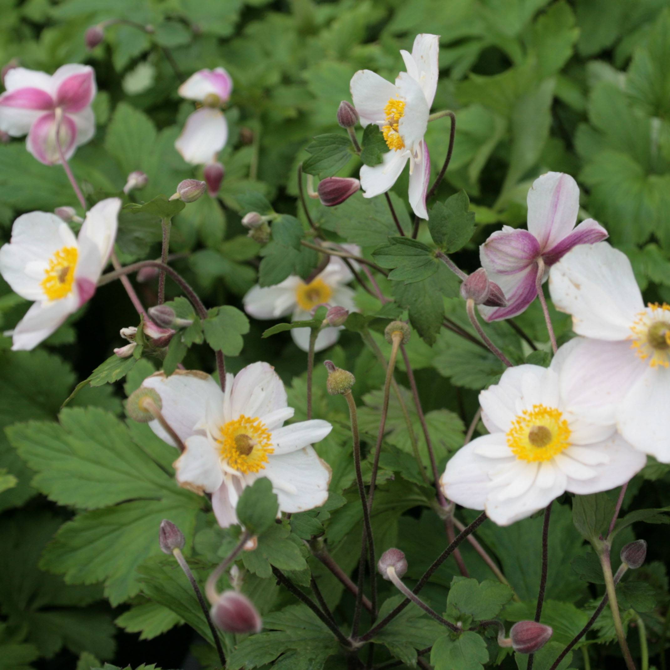 Promesse de Fleurs - Anemone hybride Dainty Swan - Anémone japonaise bicolore Godet de 8/9 cm