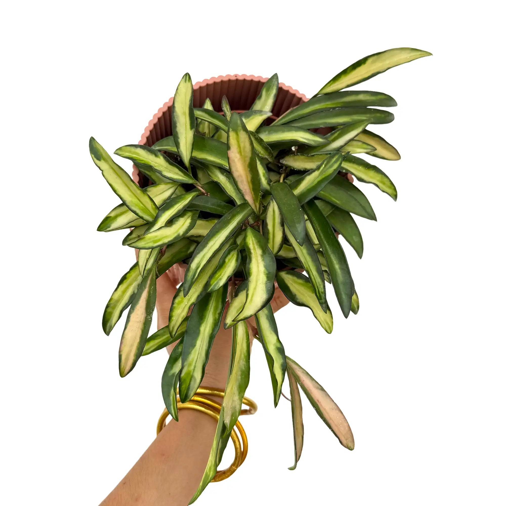 Hoya Wayetii variegata - Pot de 12cm - Plantes d'intérieur - Image 1