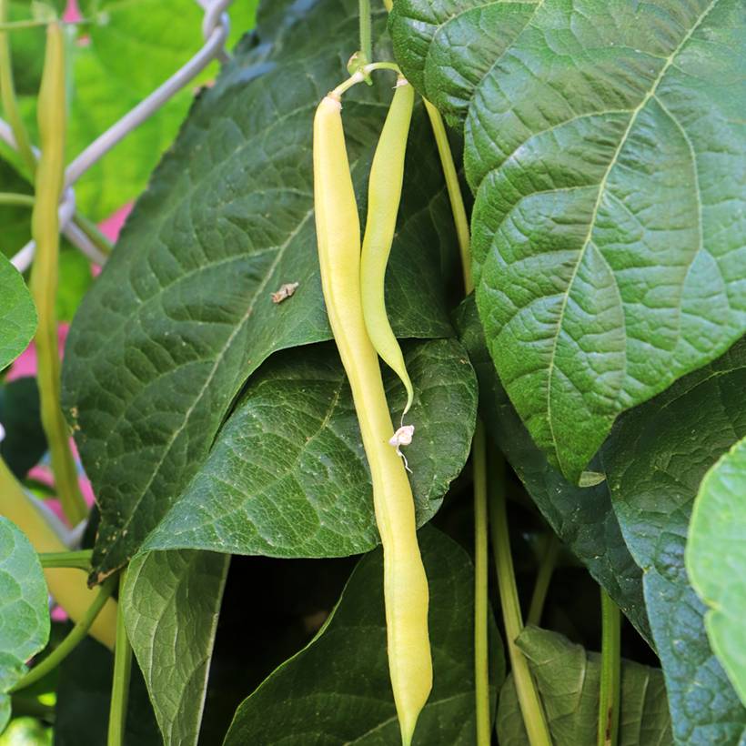 Haricot à rames mangetout beurre Merveille de Venise ou Or du Rhin le sachet de 200 graines environ (100g)