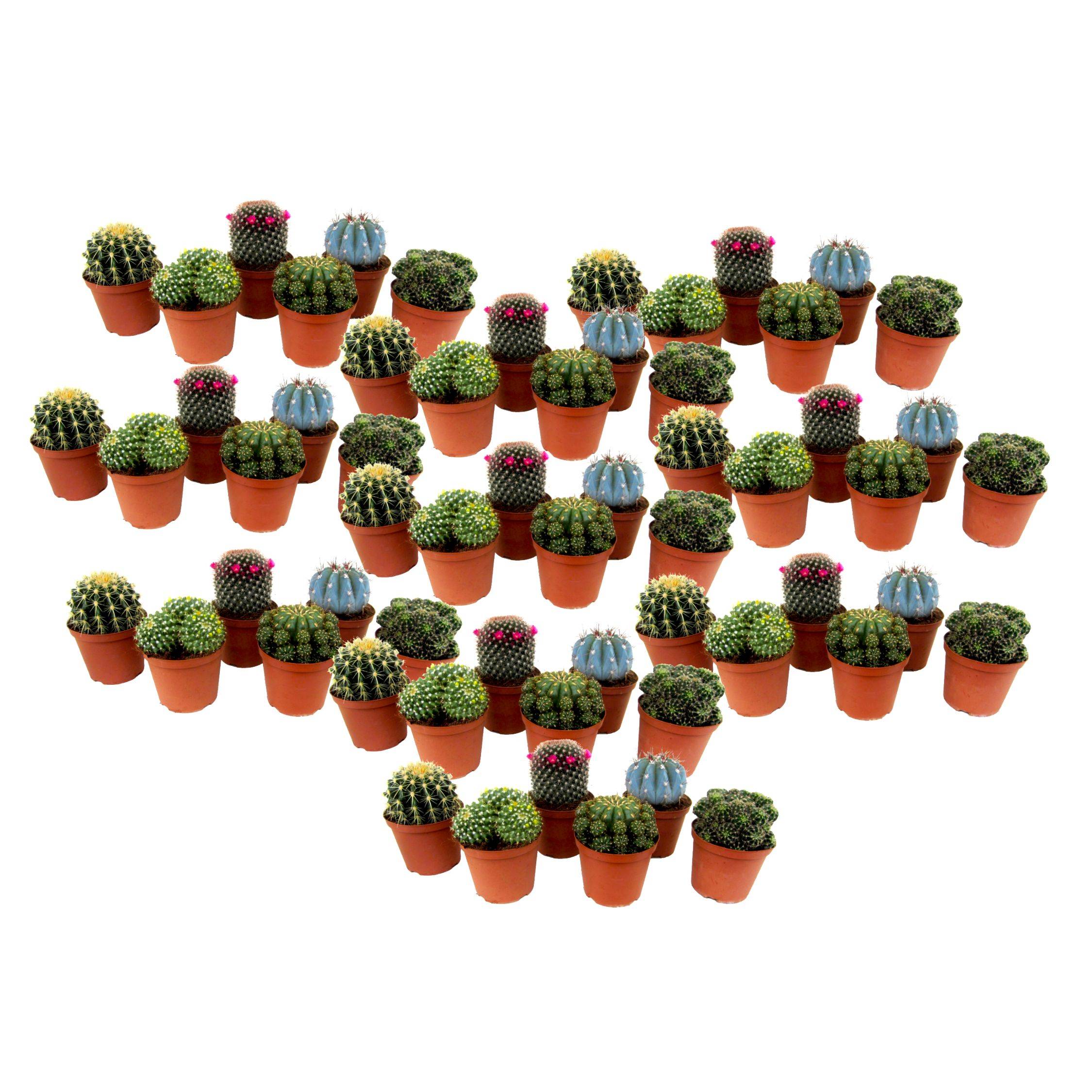 Mélange de mini cactus - Set de 60 - Cactus - Hauteur 5-10cm - ⌀5,5cm - Image 1