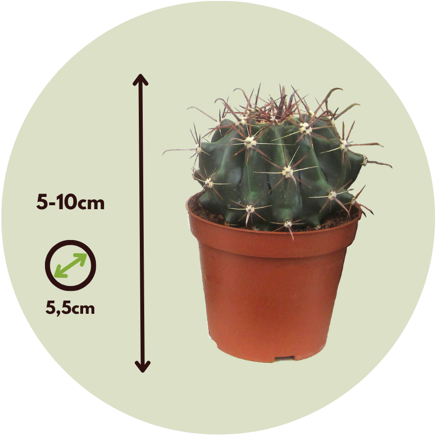 Mélange de mini cactus - Set de 60 - Cactus - Hauteur 5-10cm - ⌀5,5cm - Image 5
