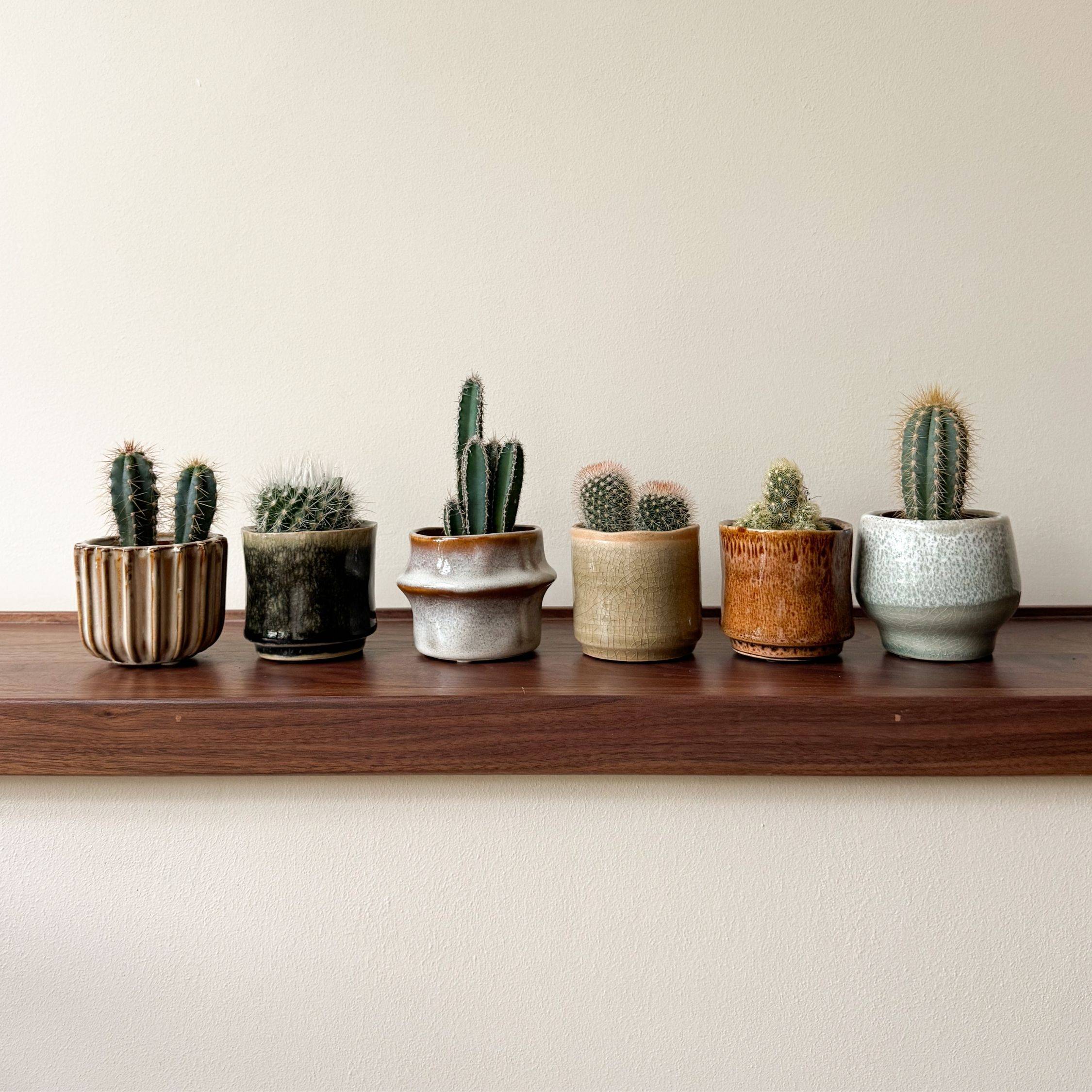 Mélange de mini cactus - Set de 60 - Cactus - Hauteur 5-10cm - ⌀5,5cm - Image 2