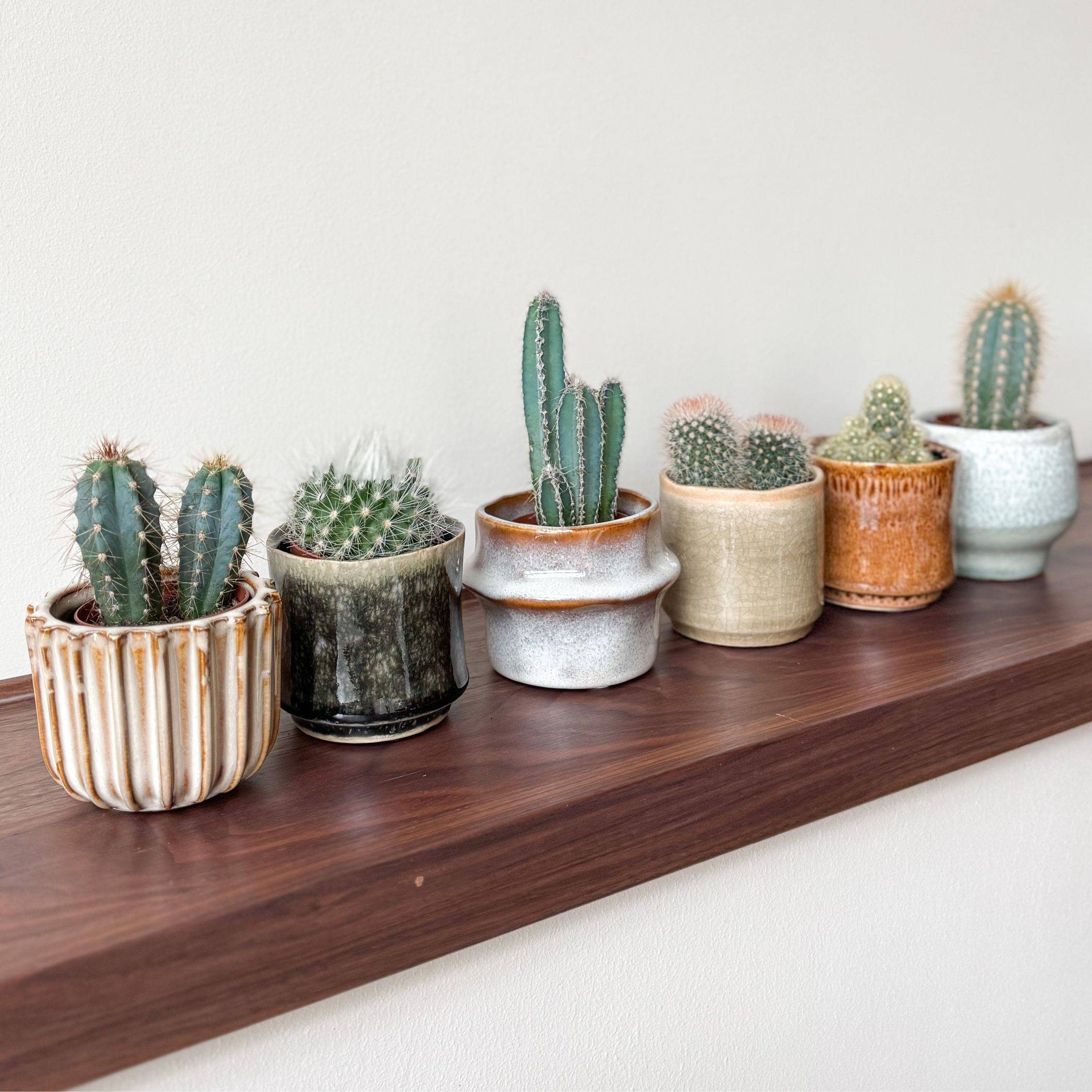 Mélange de mini cactus - Set de 60 - Cactus - Hauteur 5-10cm - ⌀5,5cm - Image 3