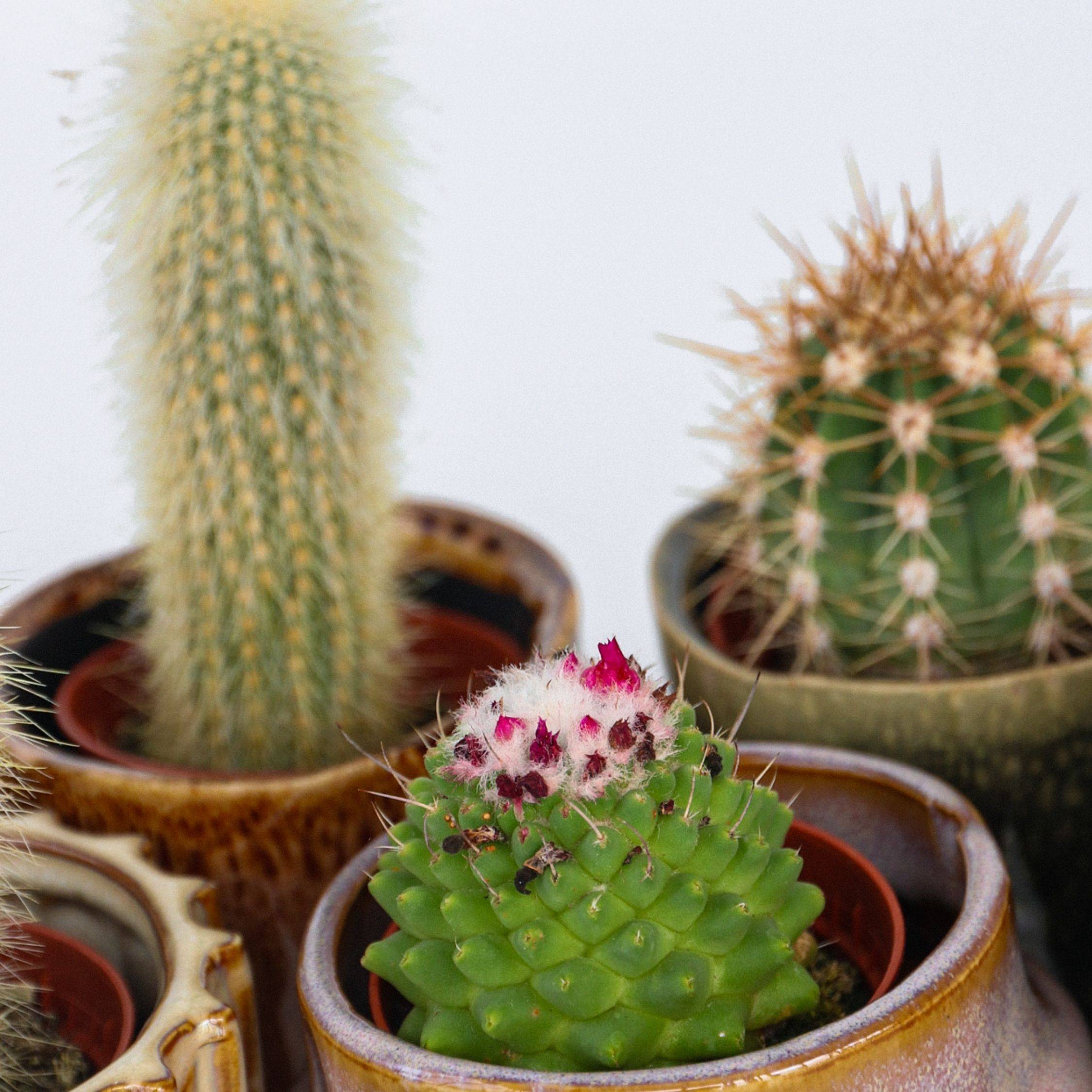 Mélange de mini cactus - Set de 60 - Cactus - Hauteur 5-10cm - ⌀5,5cm - Image 4