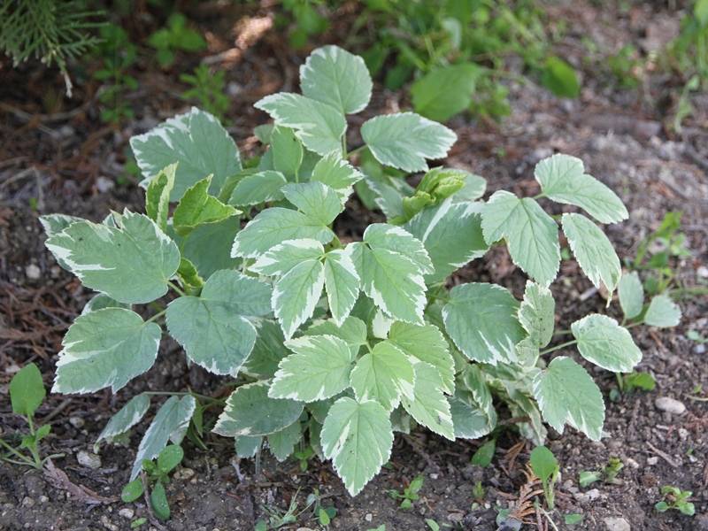 Aegopodium podagraria Variegata - Herbe aux goutteux panachée Godet de 7/8 cm - Image 2
