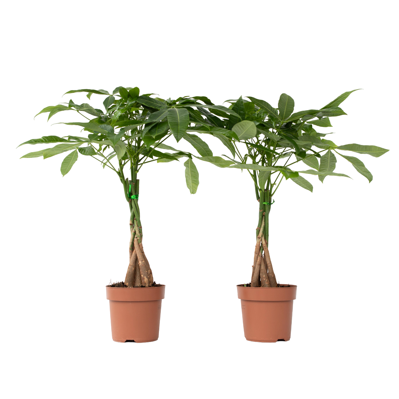 Plant In A Box - Arbre à argent - Set de 2 - Pachira aquatica - Hauteur 60-70cm - ⌀17cm - Image 1