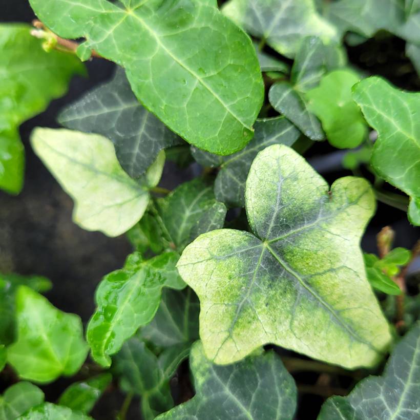 Lierre commun - Hedera helix Frosty Godet de 8/9 cm