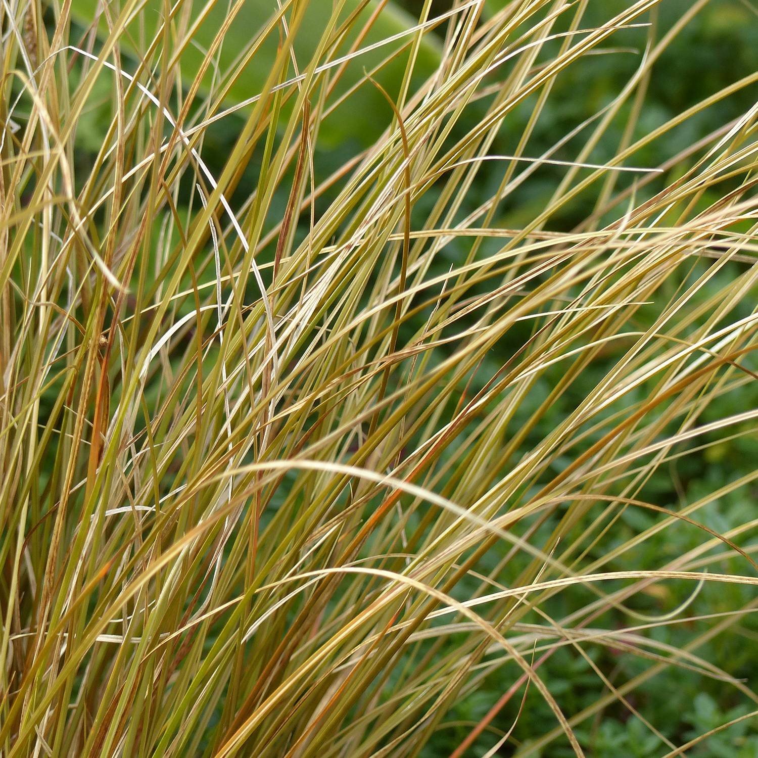 Promesse de Fleurs - Carex comans Milk Chocolate - Laîche Godet de 8/9 cm