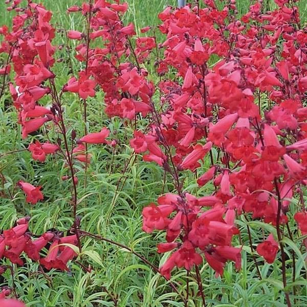 Promesse de Fleurs - Penstemon hybride Schoenholzeri - Galane Pot de 2L/3L