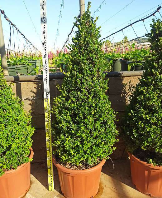 Sans Marque - Buxus macrophylla 'Rotundifolia' (Buis commun 'Rotundifolia') Couleur floraison:Blanc - Taille:Pot de 40 litres - 130/150 cm - Image 2