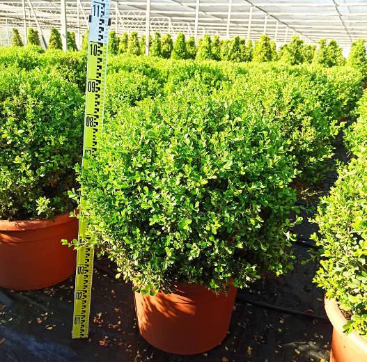 Sans Marque - Buxus macrophylla 'Rotundifolia' (Buis commun 'Rotundifolia') Couleur floraison:Blanc - Taille:Pot de 40 litres - 130/150 cm - Image 4