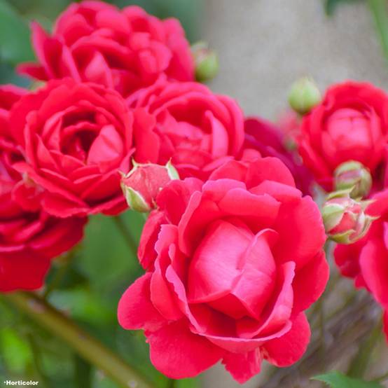 Rosier grimpant Paul's Scarlet Climber Pot de 4L/5L