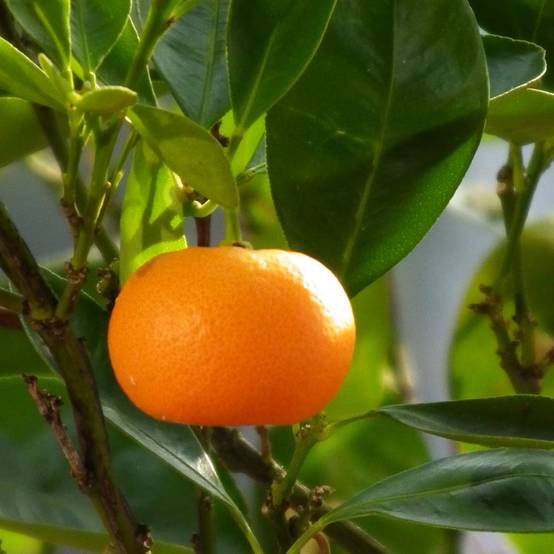 Mandarinier - Citrus deliciosa - Agrumes Pot de 4L/5L, 1/4 de tige