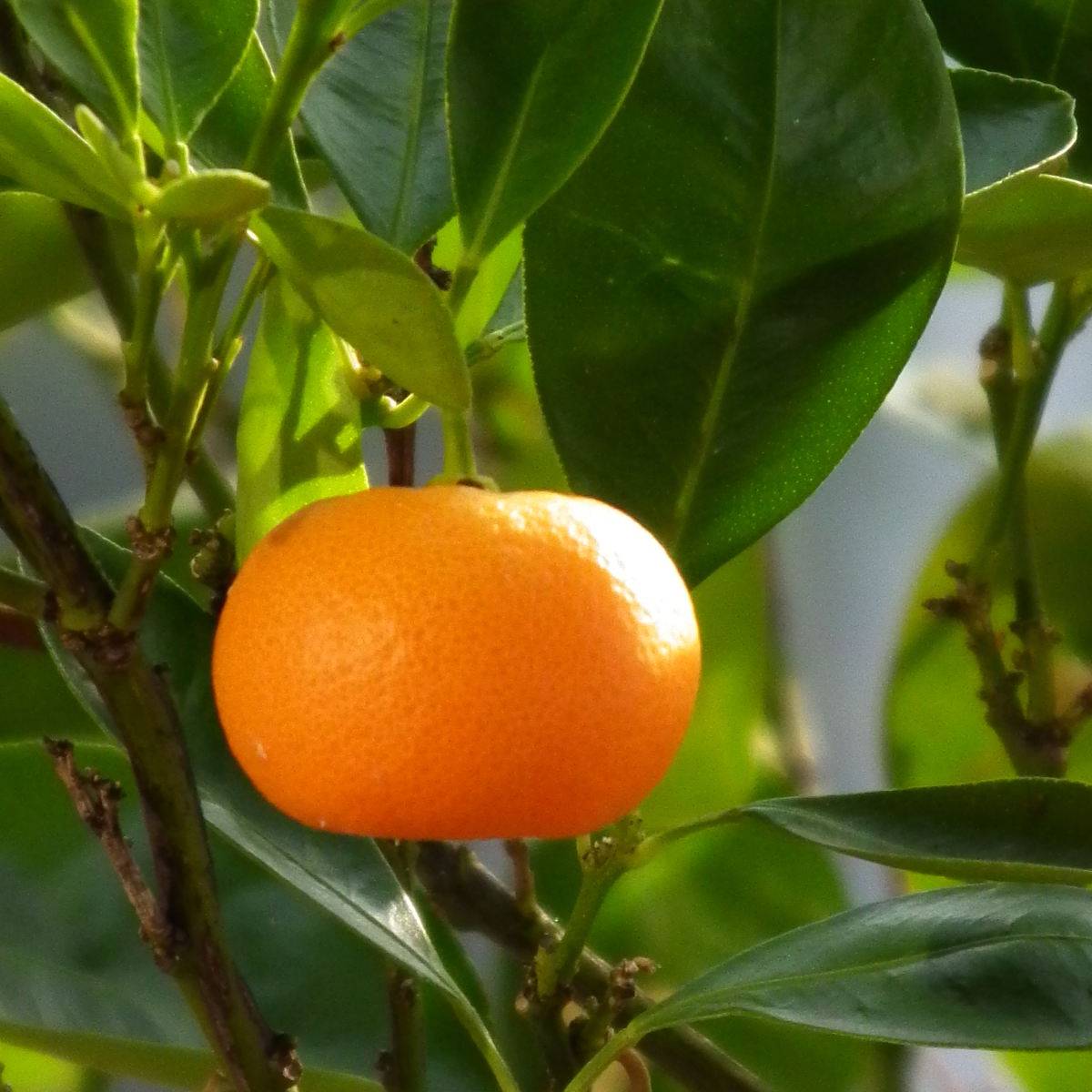 Mandarinier - Citrus deliciosa - Agrumes Pot de 4L/5L, 1/4 de tige