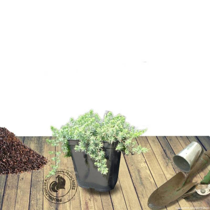 Genévrier des plages Blue Pacific, Juniperus - Pot de 3L - 20/40 cm - Image 3