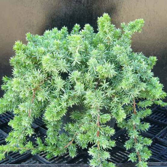 Genévrier des plages Blue Pacific, Juniperus - Pot de 3L - 20/40 cm - Image 1