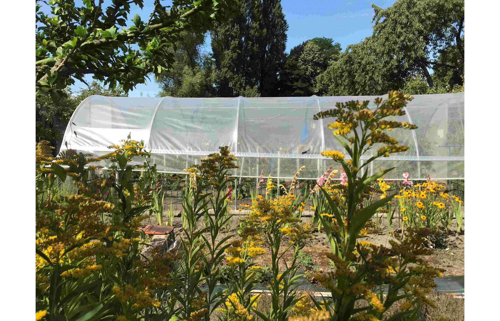 Serre tunnel de jardin - 33m² -  3,7 x 9 m - pieds arrondis - polyéthylène haute densité - aérations latérales - LES SERRES TONNEAU - Image 10