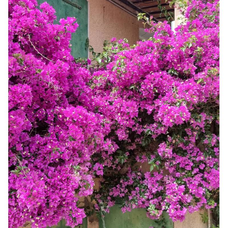 Bougainvillier Violet de Mèze à fleurs Rose - feuillage Caduc - Pot de 3L - Echelle bambou 60/120 cm- hauteur à maturité De 2,00 m à 2,50 m - Image 5