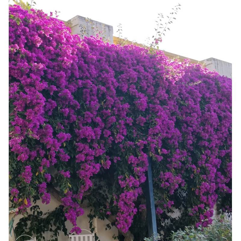 Bougainvillier Violet de Mèze à fleurs Rose - feuillage Caduc - Pot de 3L - Echelle bambou 60/120 cm- hauteur à maturité De 2,00 m à 2,50 m - Image 8