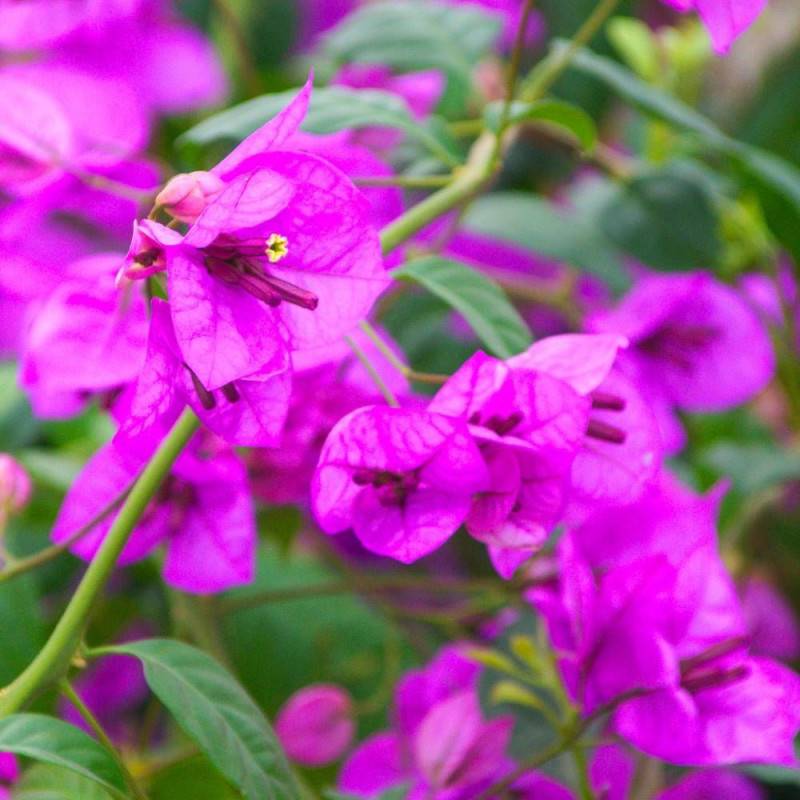 Bougainvillier Violet de Mèze à fleurs Rose - feuillage Caduc - Pot de 3L - Echelle bambou 60/120 cm- hauteur à maturité De 2,00 m à 2,50 m - Image 1