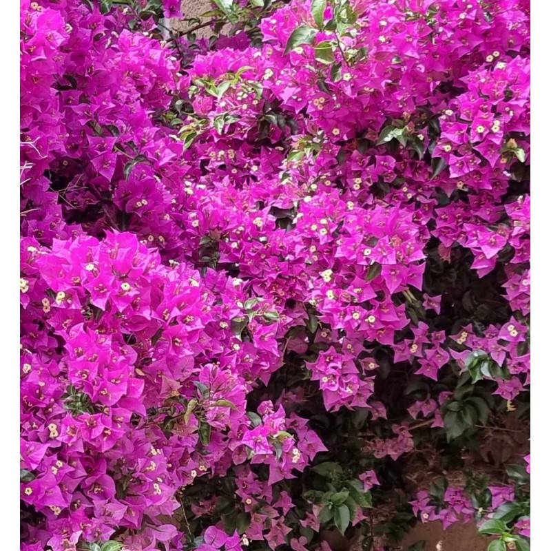 Bougainvillier Violet de Mèze à fleurs Rose - feuillage Caduc - Pot de 3L - Echelle bambou 60/120 cm-  hauteur à maturité De 2,00 m à 2,50 m - Image 4