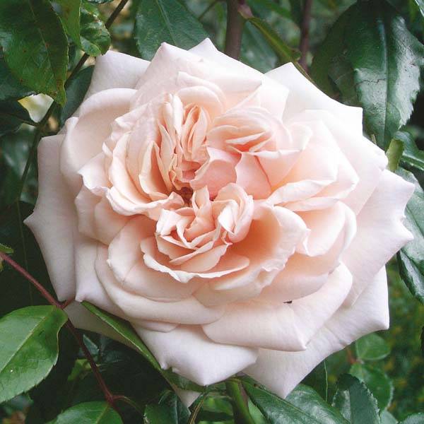 Promesse de Fleurs - Rosier grimpant Penny Lane Pot de 4L/5L