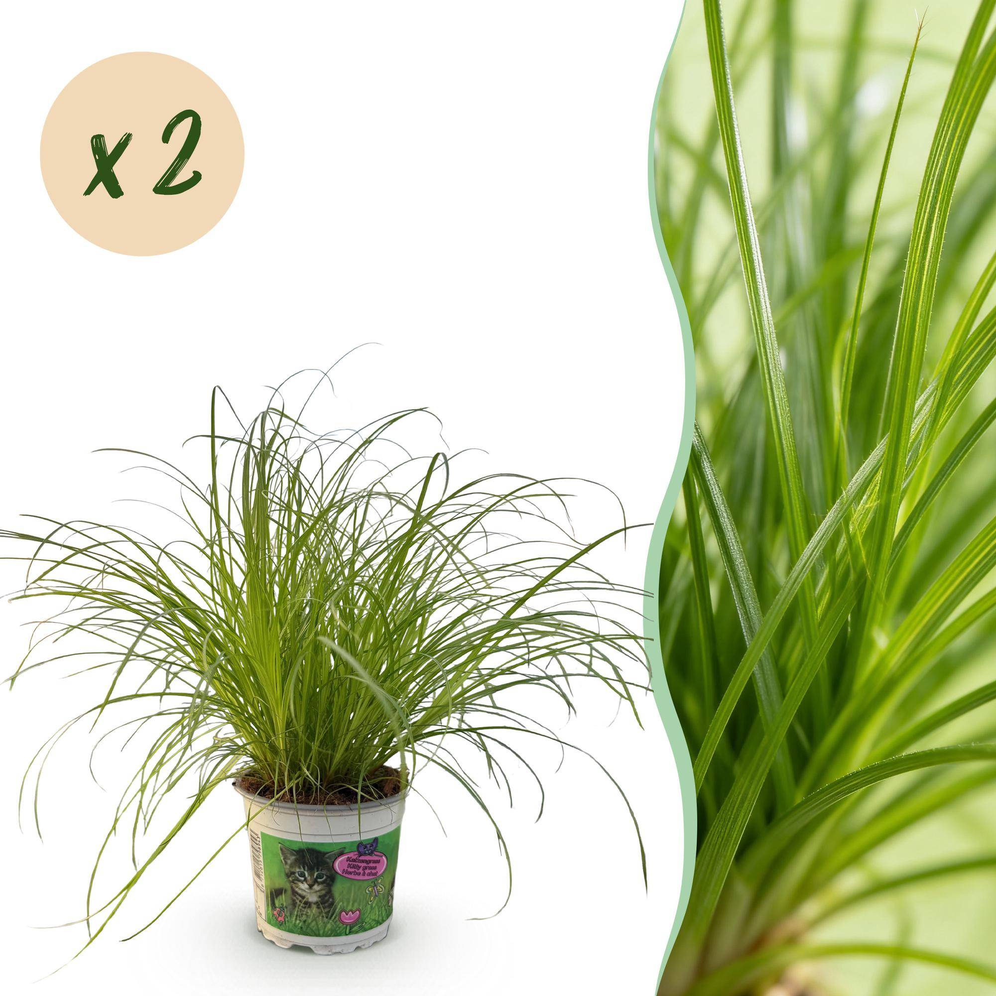 Herbe à chat - Cyperus alternifolius - lot de 2 - Ø12cm - ↕30cm - Plantes d’intérieur - Image 1