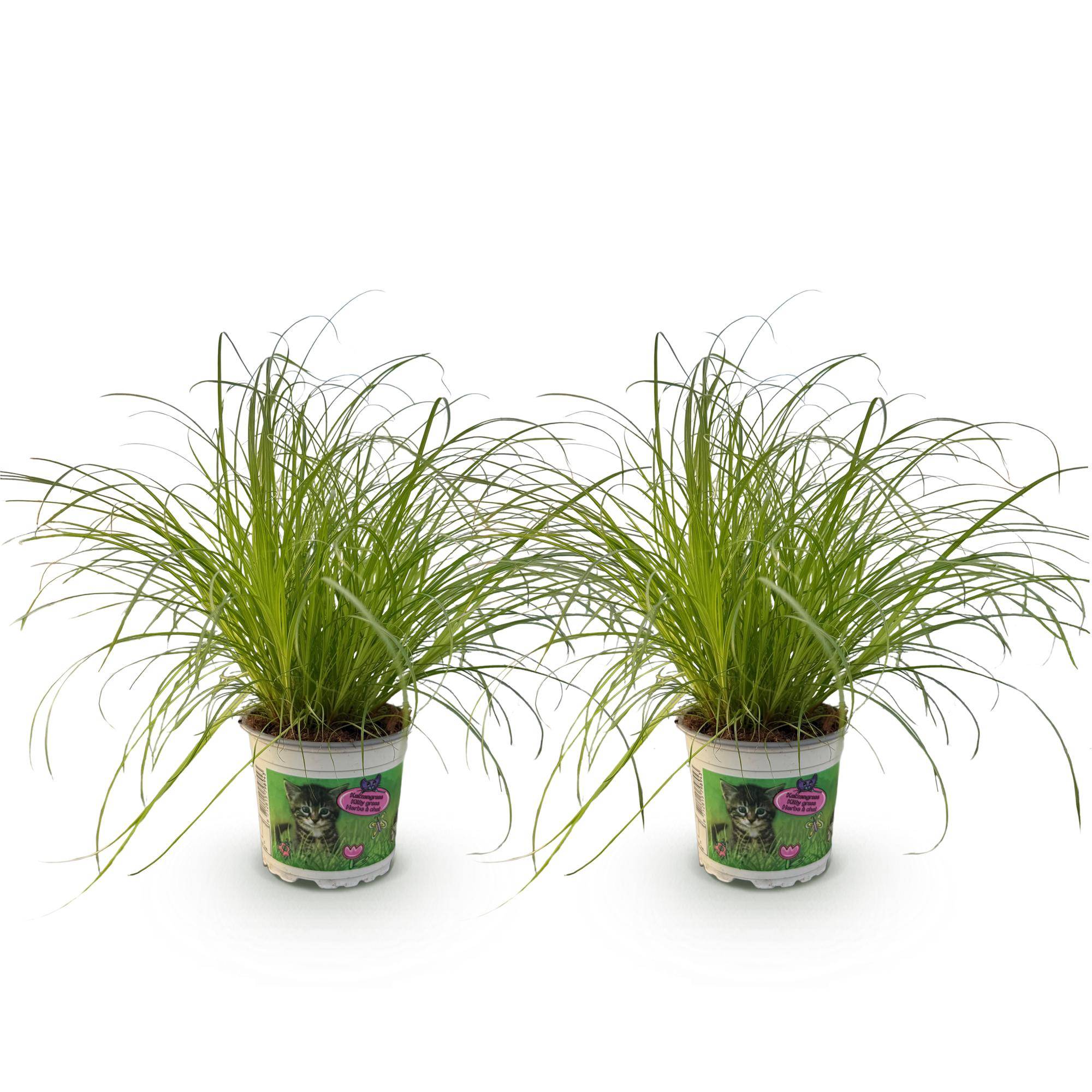 Herbe à chat - Cyperus alternifolius - lot de 2 - Ø12cm - ↕30cm - Plantes d’intérieur - Image 2