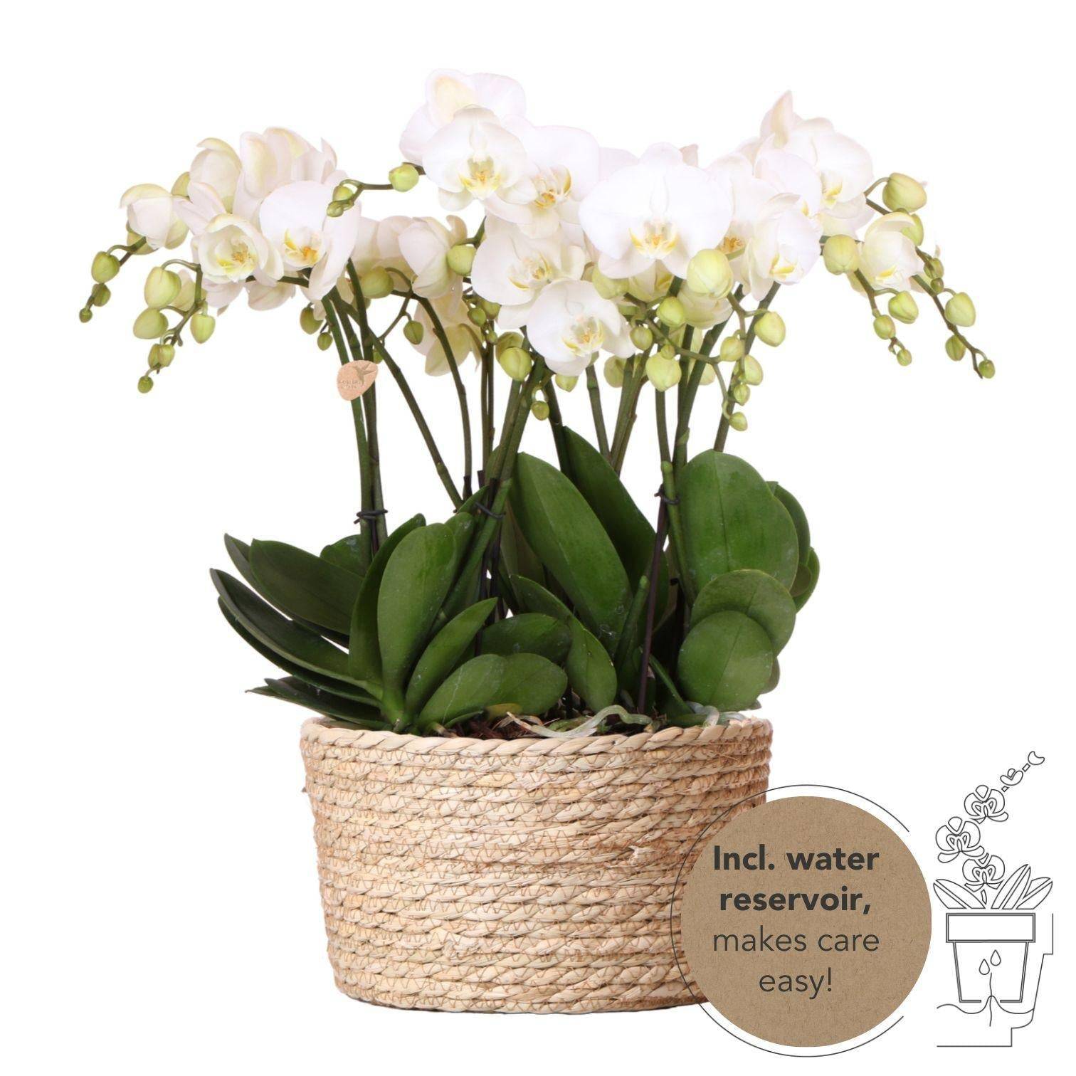 Orchidées Blanches en Panier d'Osier avec Réservoir d'Eau- La Green Touch - Image 1