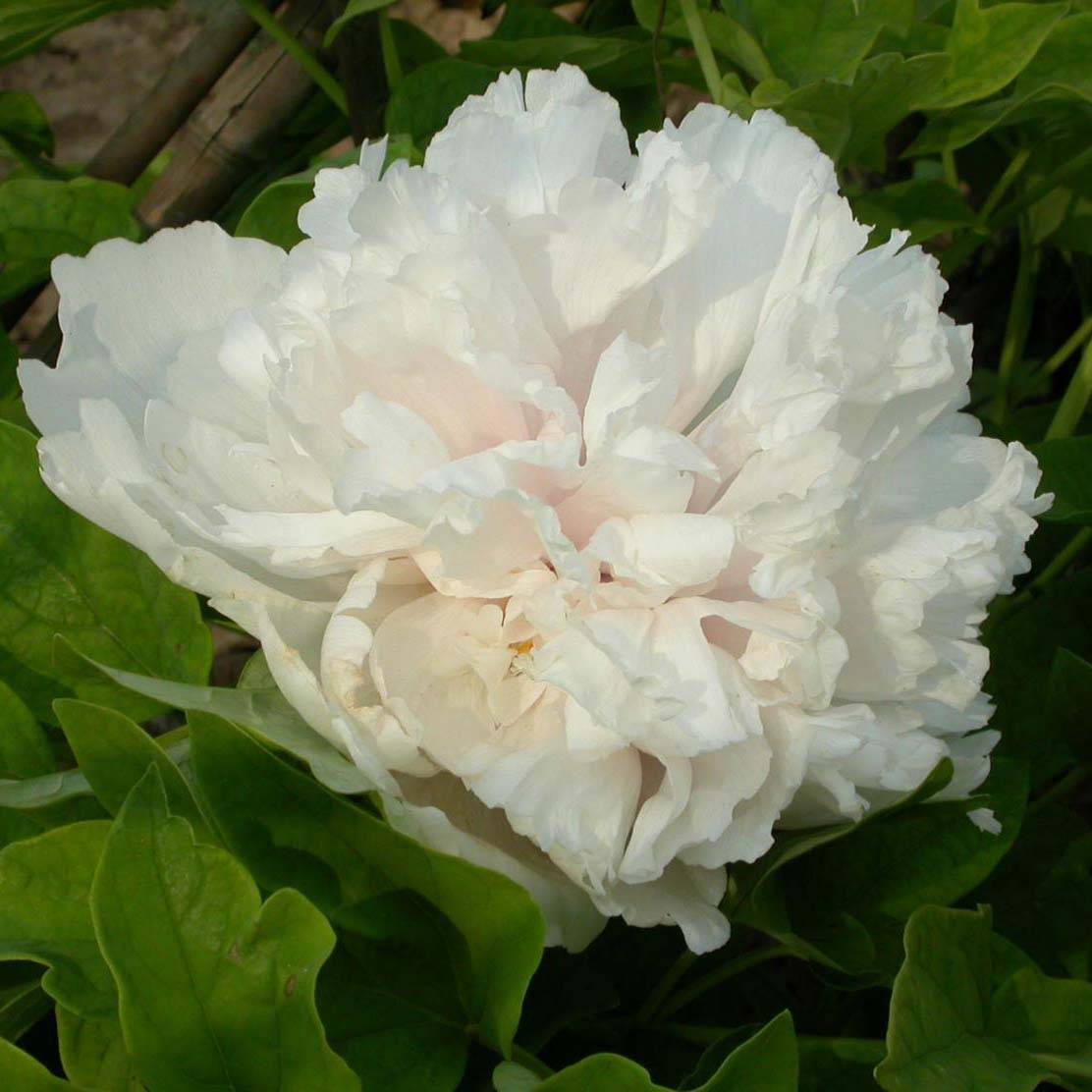 Promesse de Fleurs - Pivoine arbustive Xue Ta - Paeonia suffruticosa Pot de 2L/3L